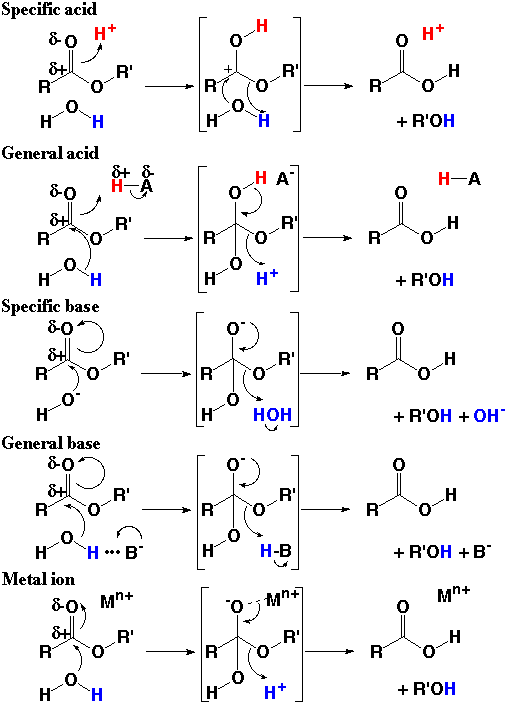 Bisubstrate Reactions Pdf