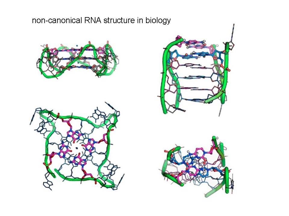 RNA quadraplex