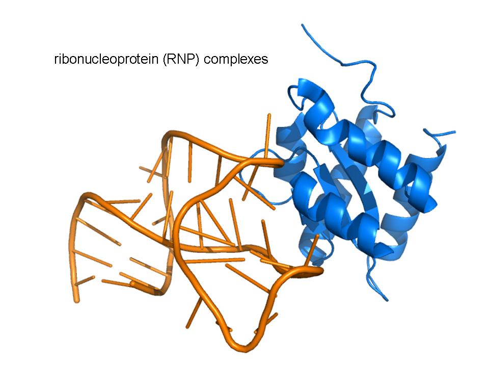 RNA-protein