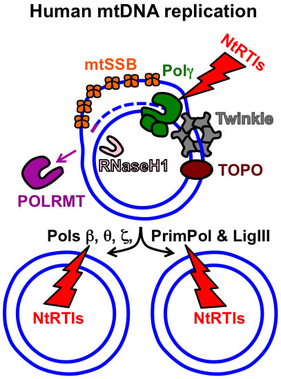 Human mtDNA replication